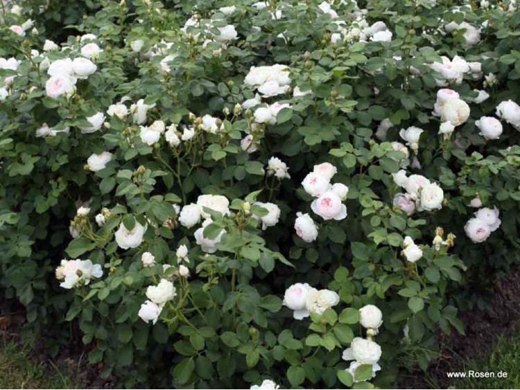 Róża rabatowa Herzogin Christiana® ADR