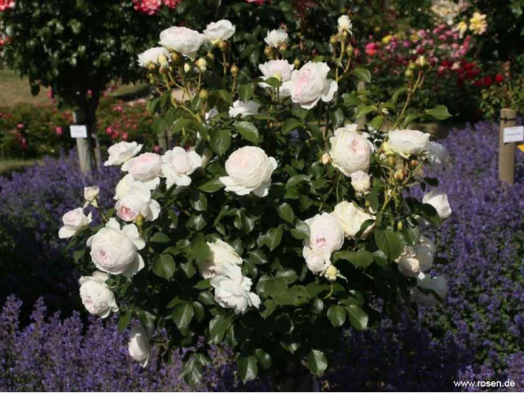 Róża rabatowa Herzogin Christiana® ADR