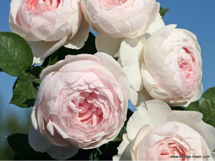 Róża rabatowa Herzogin Christiana® ADR