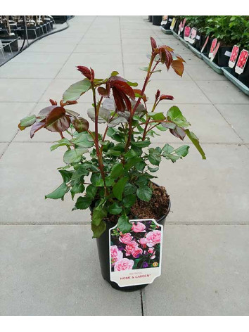 Róża rabatowa Home&Garden®