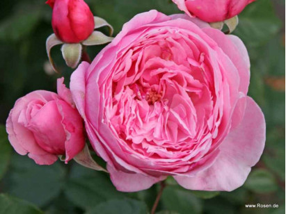 Róża pnąca Kiss Me Kate®