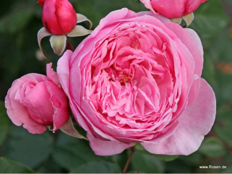 Róża pnąca Kiss Me Kate®