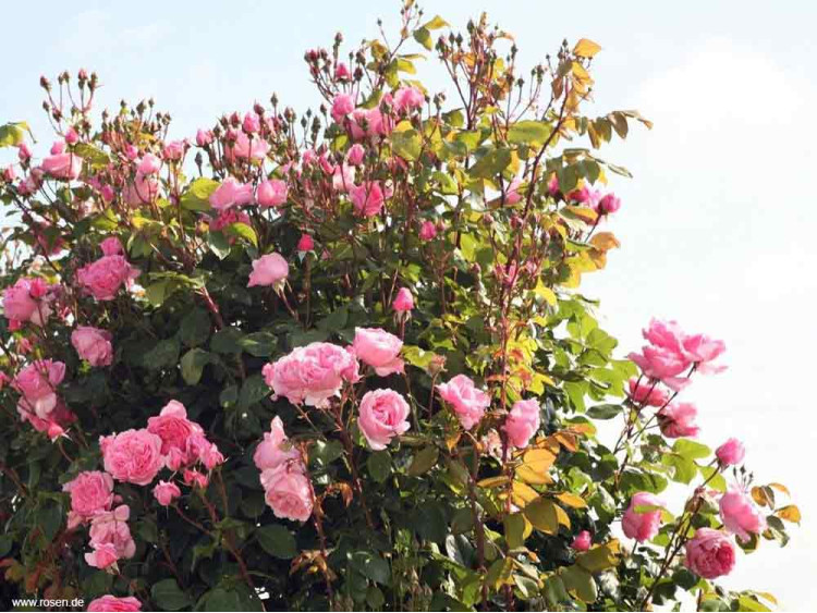 Róża pnąca Kiss Me Kate®