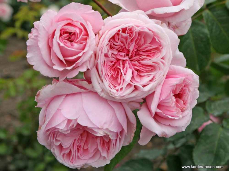 Róża pnąca Kiss Me Kate®