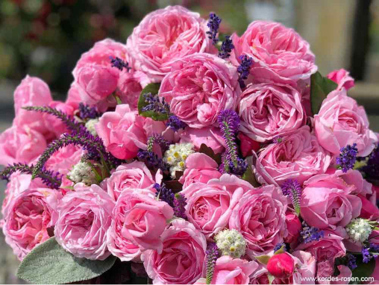 Róża pnąca Kiss Me Kate®