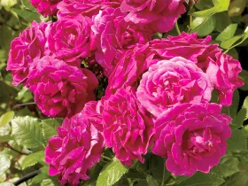 Róża Kolo Courtyard ® PNĄCA PACHNĄCA