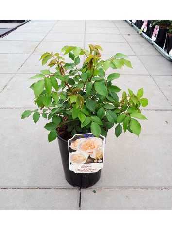 Róża rabatowa Kosmos®