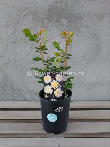 Róża rabatowa Kronprinsesse Mary Castle®