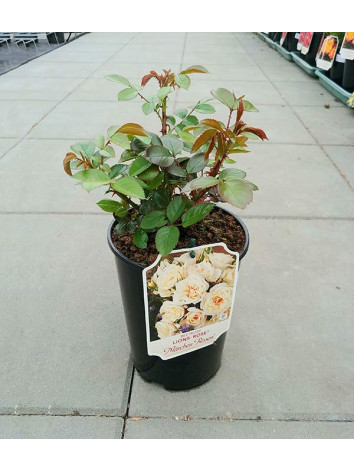 Róża rabatowa Lions-Rose®