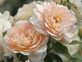 Róża rabatowa Lions-Rose®