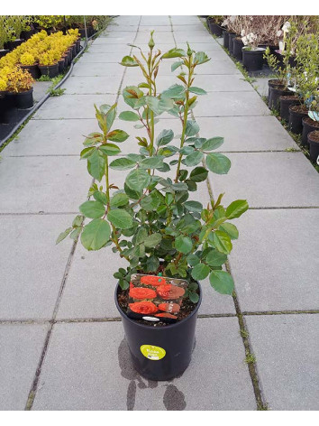 Róża pnąca Liwa Courtyard®