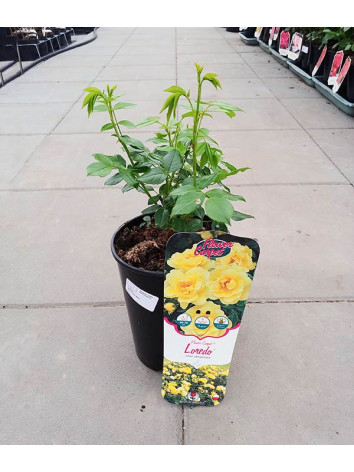 Róża rabatowa Loredo®