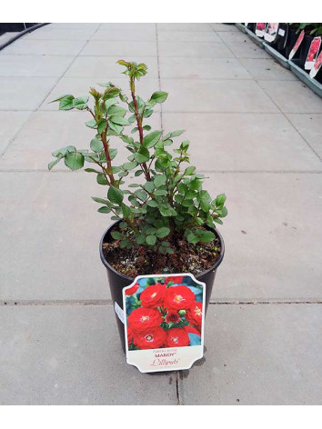 Róża miniaturowa Mandy®