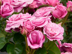 Róża parkowa Naomi Renaissance®