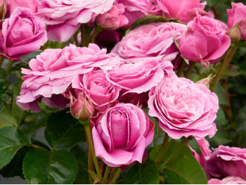 Róża parkowa Naomi Renaissance®