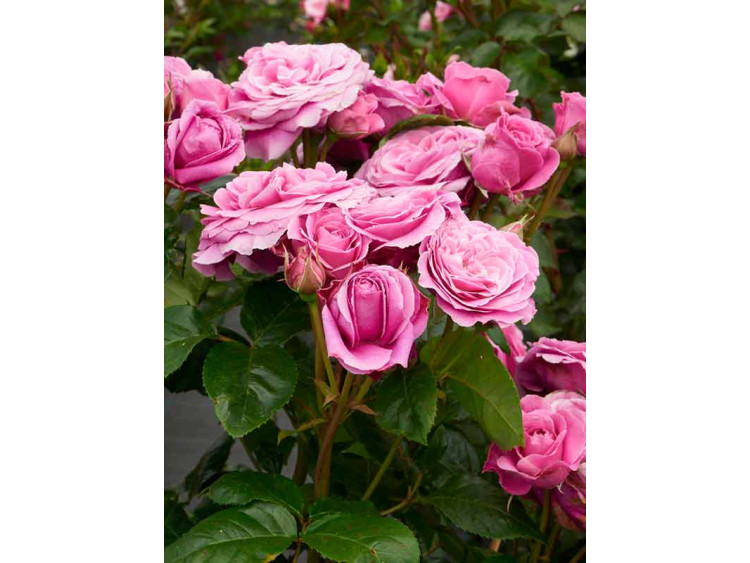 Róża parkowa Naomi Renaissance®