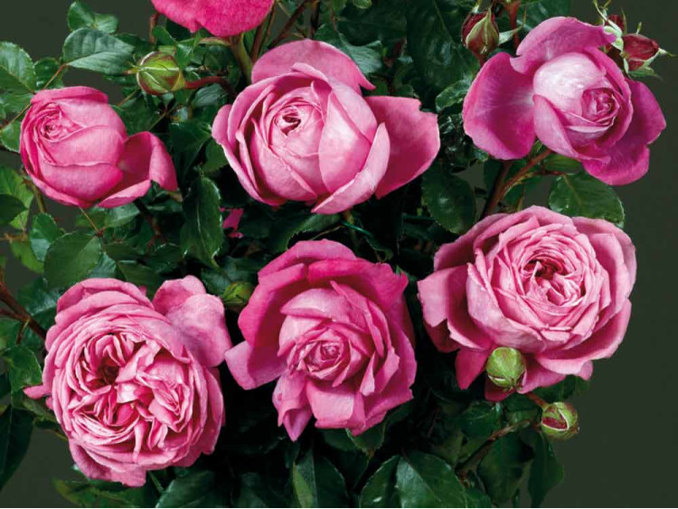 Róża parkowa Natalie Renaissance ®