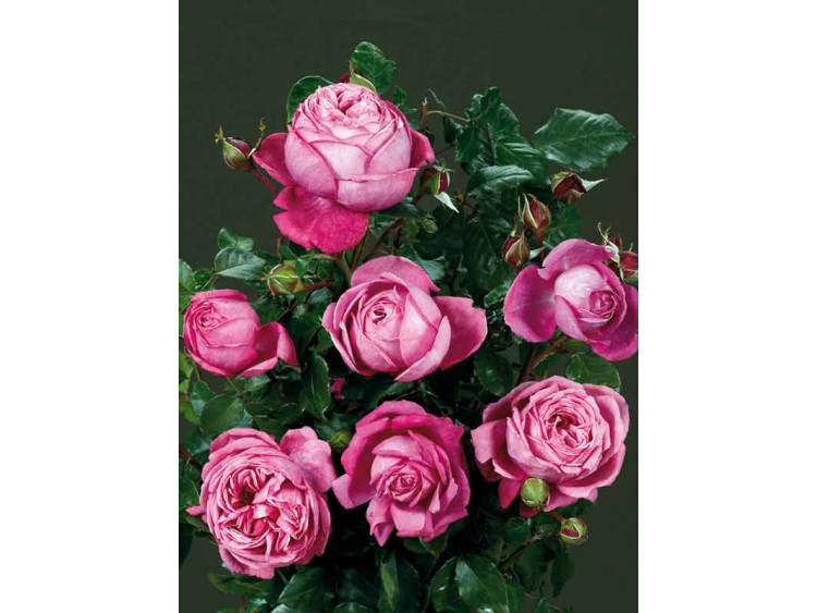 Róża parkowa Natalie Renaissance ®