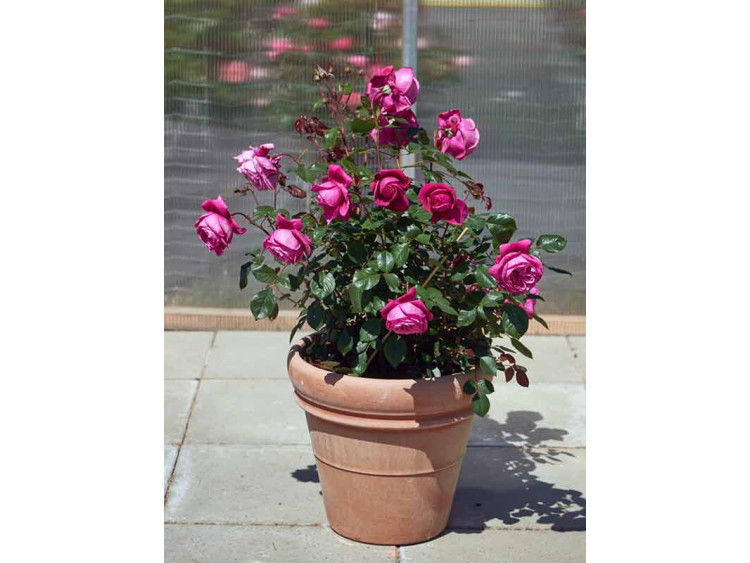 Róża parkowa Natalie Renaissance ®