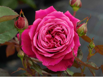 Róża parkowa Natalie Renaissance ®