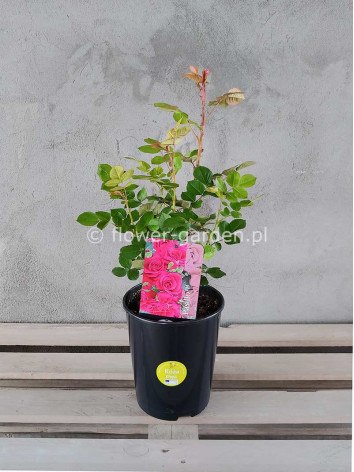 Róża pnąca Pasillo Courtyard®