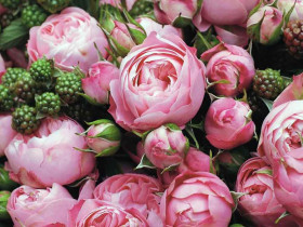 Róża rabatowa Playful Rokoko ®