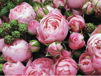 Róża rabatowa Playful Rokoko ®