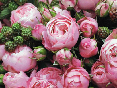 Róża rabatowa Playful Rokoko ®