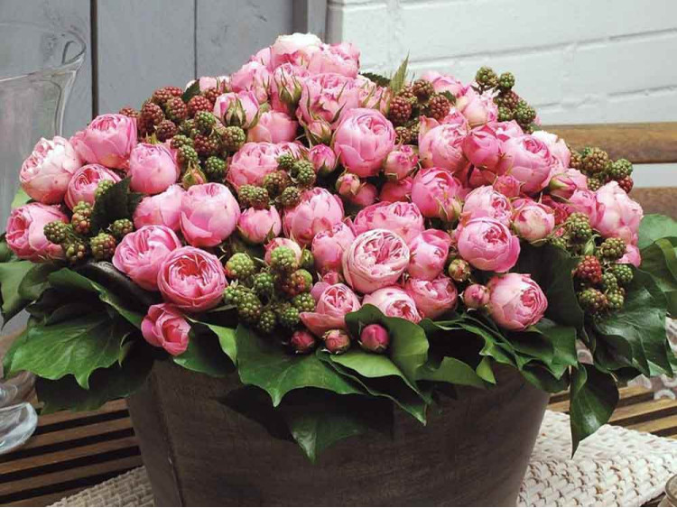 Róża rabatowa Playful Rokoko ®