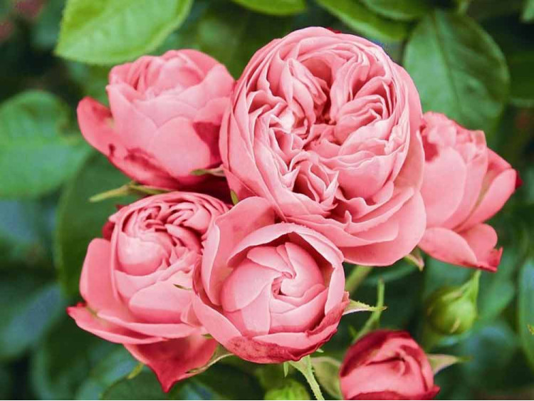 Róża rabatowa Playful Rokoko ®