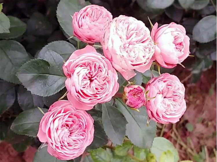 Róża rabatowa Playful Rokoko ®