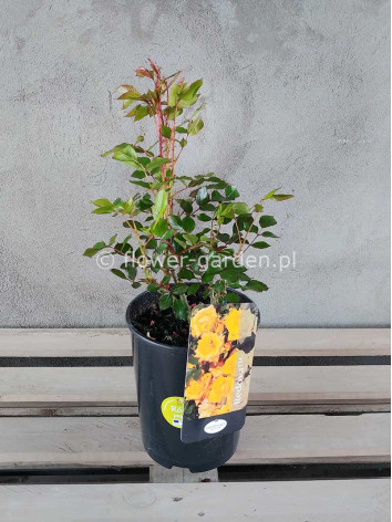 Róża pnąca Redova Courtyard®