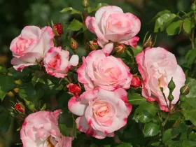 Róża parkowa Rosenstadt Freising ®