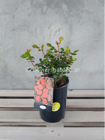 Róża pnąca Tatoo Courtyard®