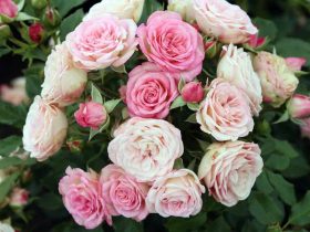 Róża rabatowa Coral Lions-Rose®