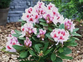 Rhododendron Belami