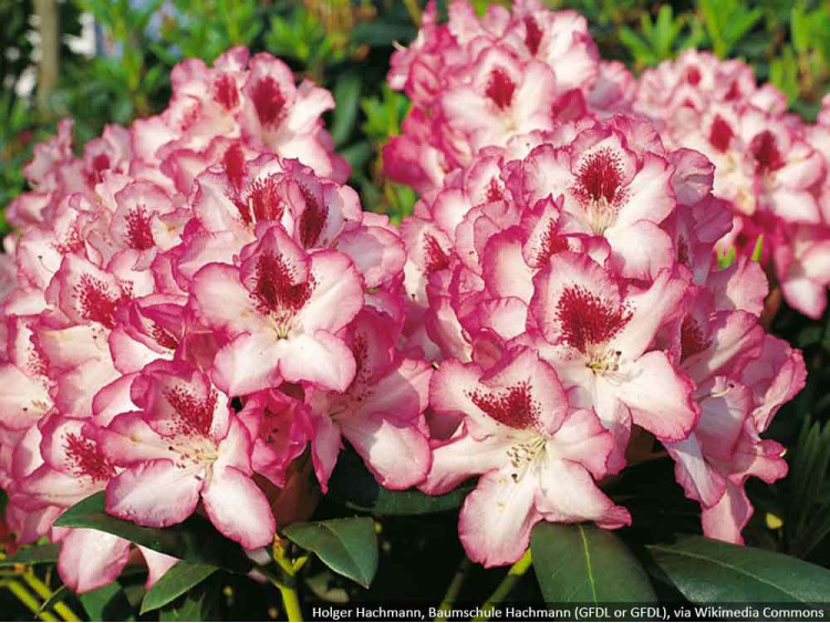 Różanecznik Hachmann's Charmant