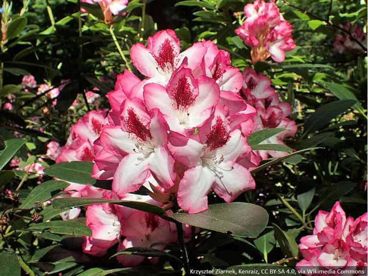 Różanecznik Hachmann's Charmant