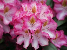 Rhododendron Junifee