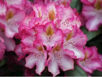 Rhododendron Junifee