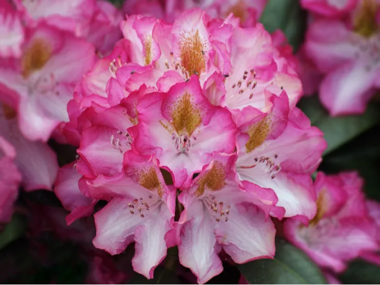 Rhododendron Junifee
