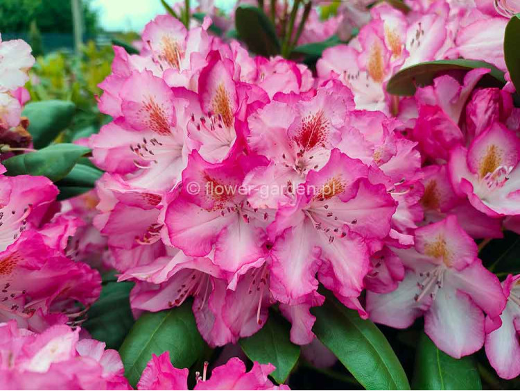 Rhododendron Junifee