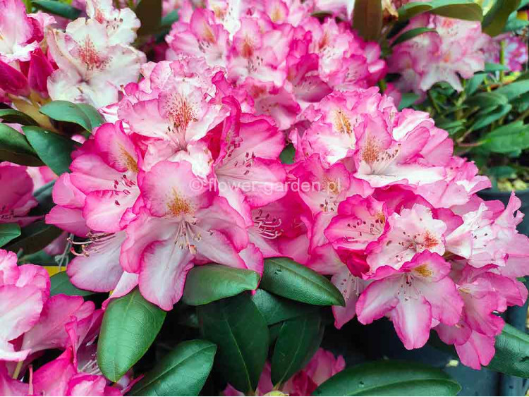 Rhododendron Junifee