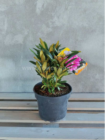 Różanecznik Kalinka