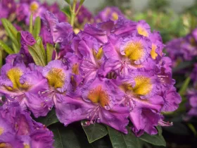 Rhododendron Magic Eye