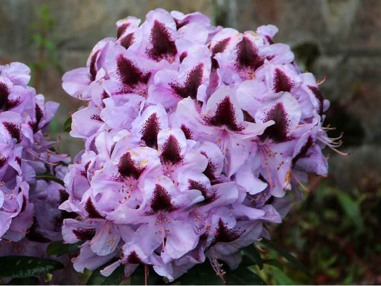 Różanecznik Metallica