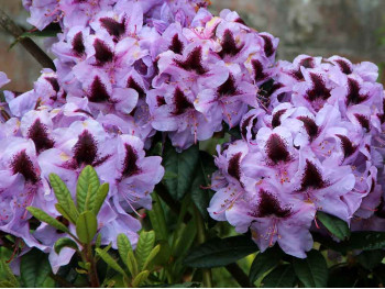 Różanecznik Metallica