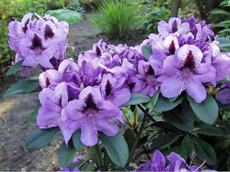 Różanecznik Metallica