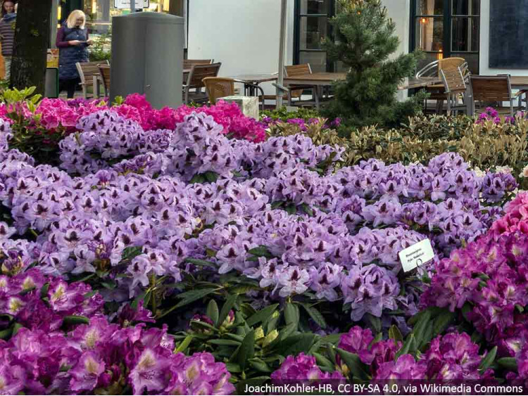 Różanecznik Metallica