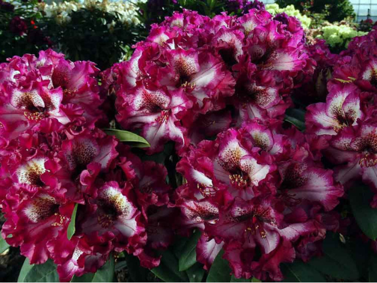 Różanecznik Painted Purple